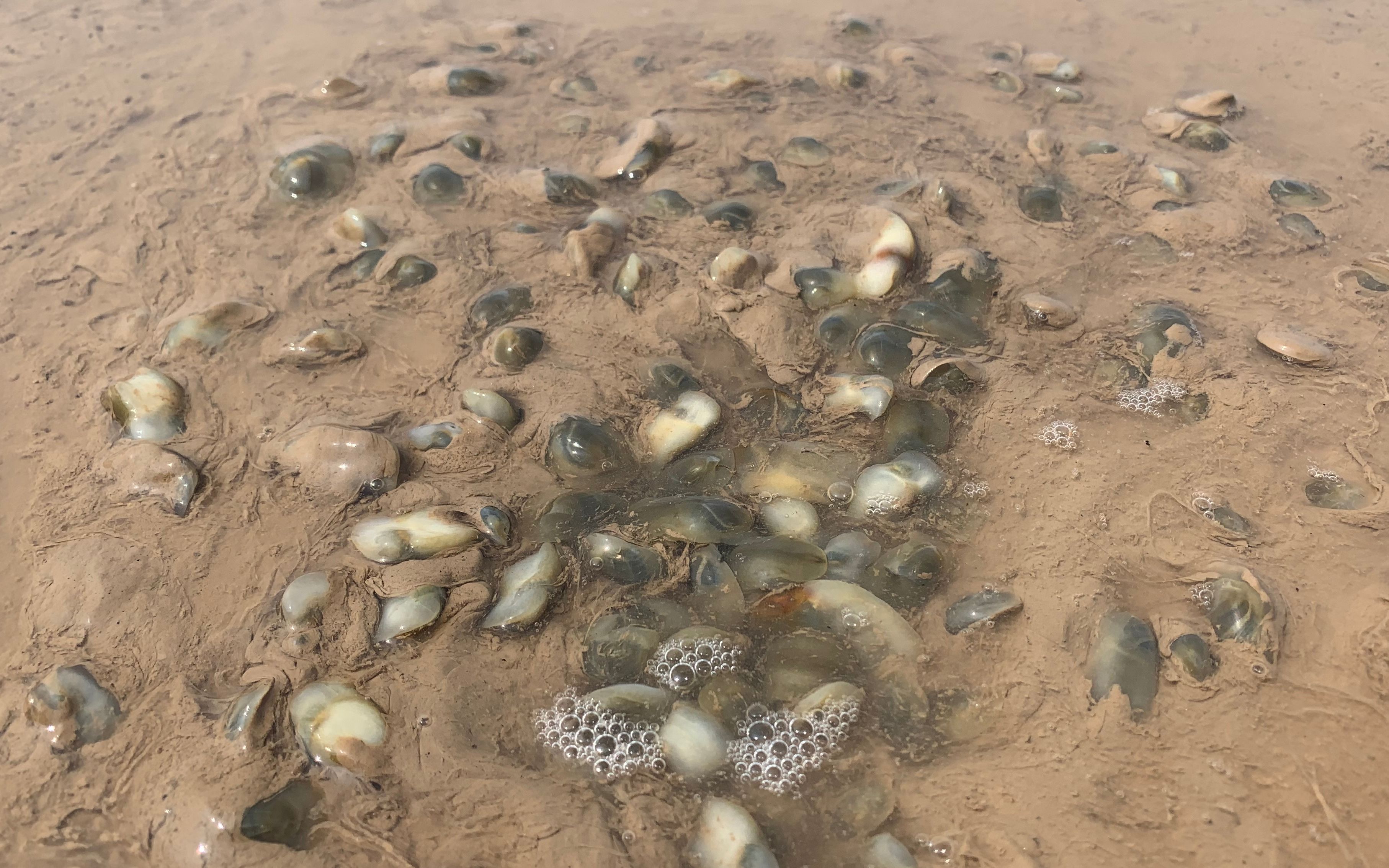 活动  花5000搞快艇去神秘沙滩,整片滩上铺满一层泥螺,二蛋可发财了