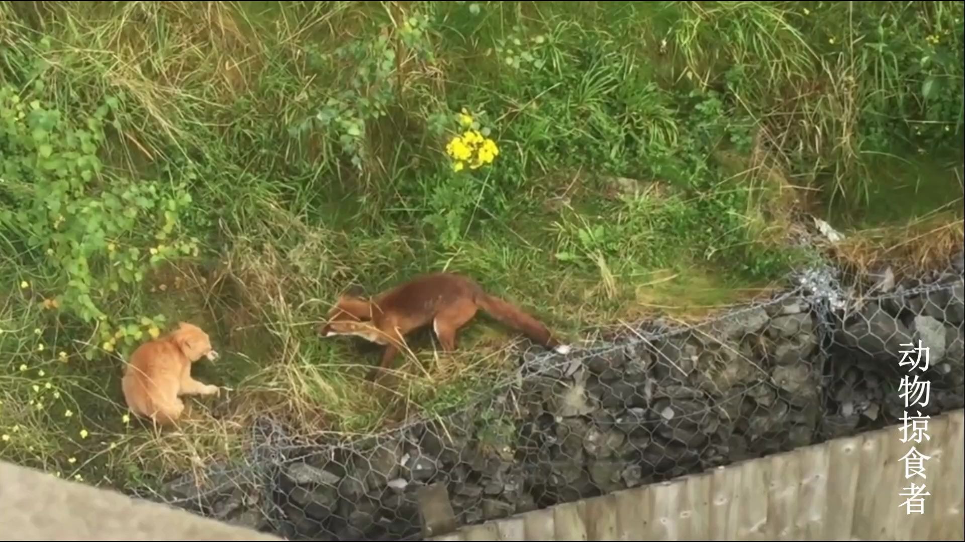 [图]狐狸和猫大战