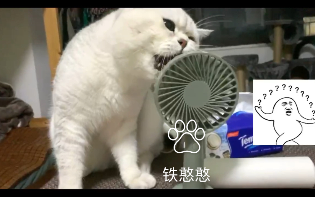 吃风少年梁囍囍