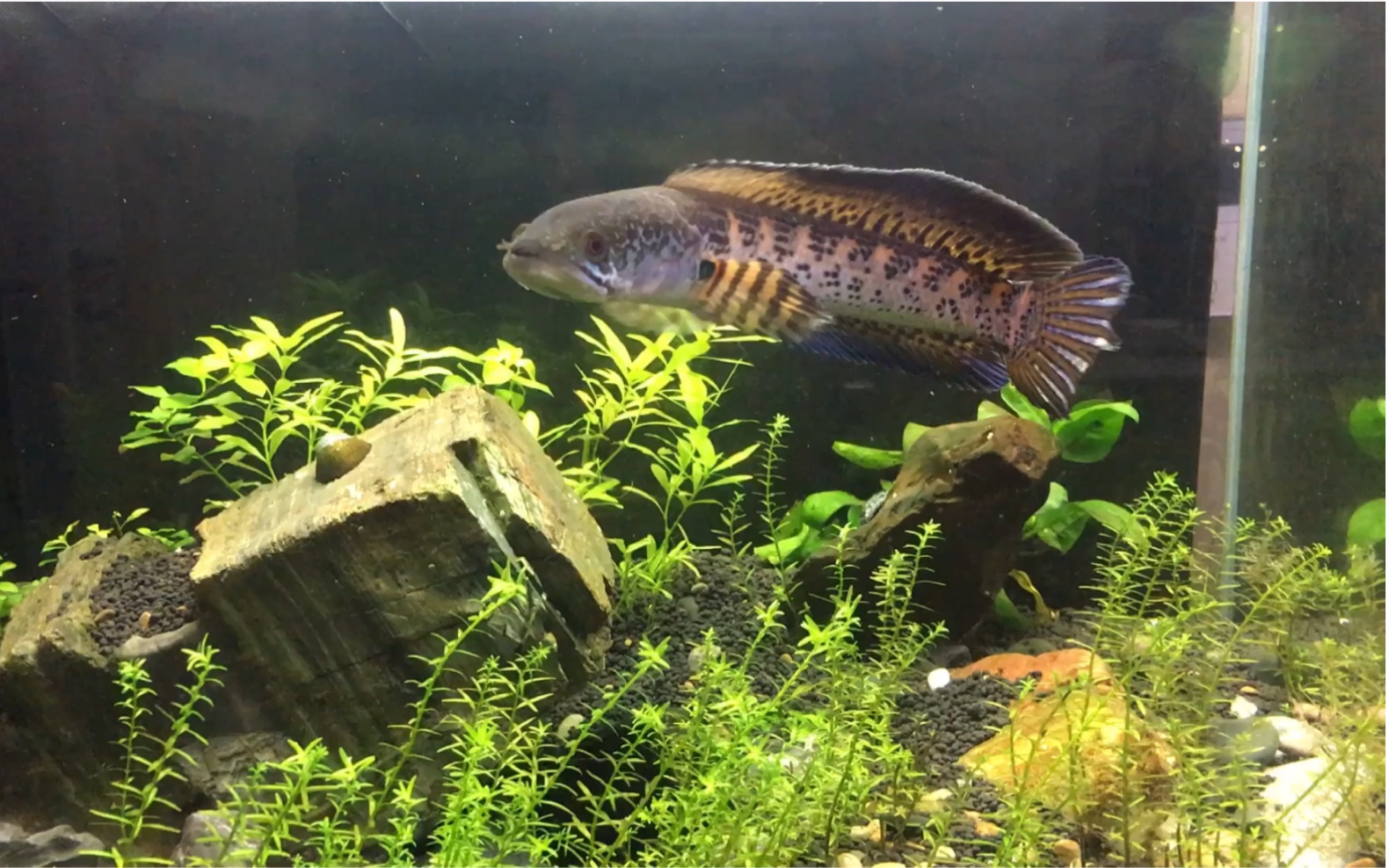 黄金眼镜蛇雷龙