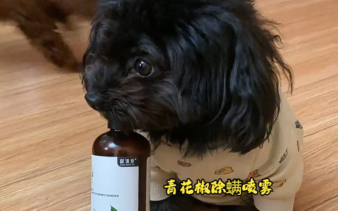 青花椒除螨喷雾,床上沙发上衣服上都可以用,快速除螨,预防螨虫再生.