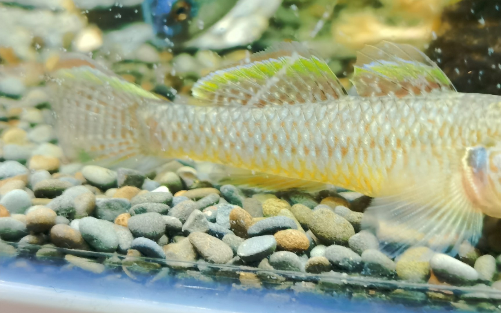 欣赏一下一条发色子陵虾虎_哔哩哔哩 (゜-゜)つロ 干杯~-bilibili