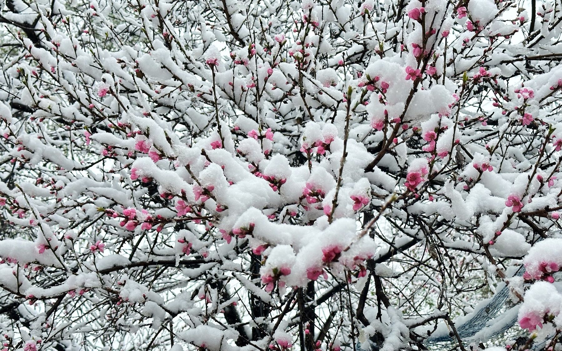 [图]山西4月下暴雪，各种雪景美到窒息！