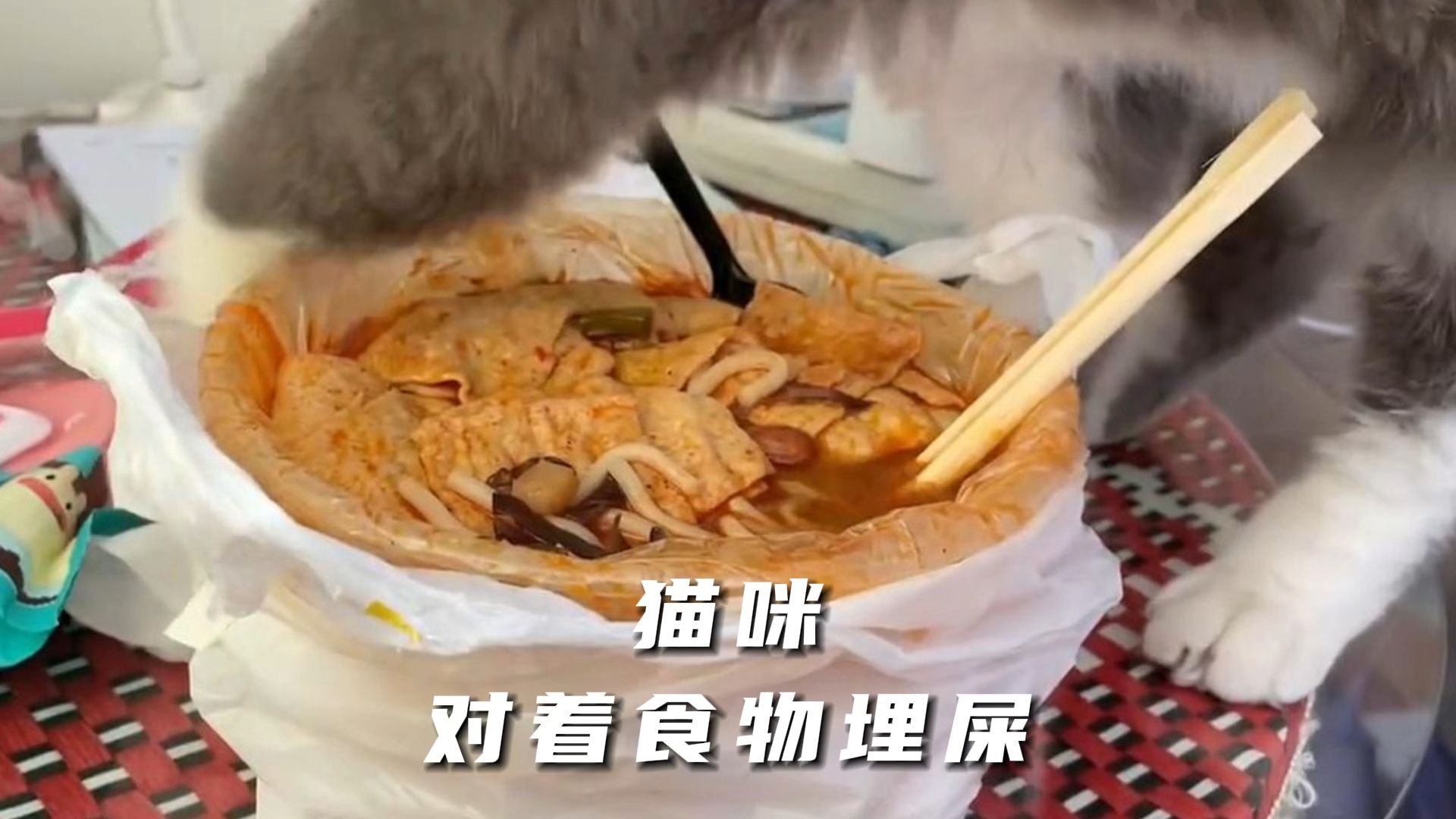 猫咪埋屎图片