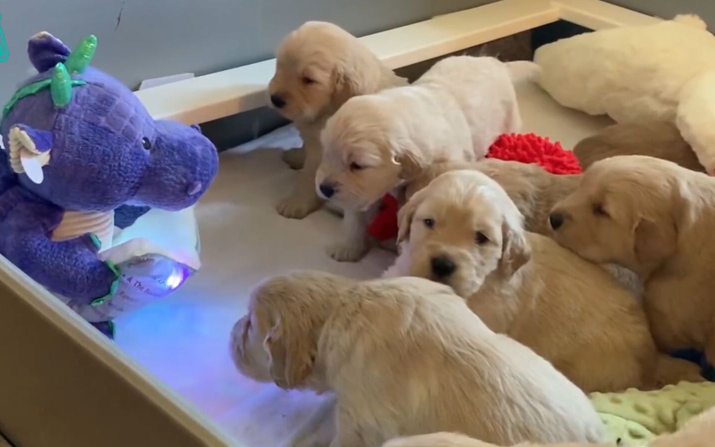 金毛宝宝围在一起,听玩具小恐龙讲故事,这画面太可爱了!