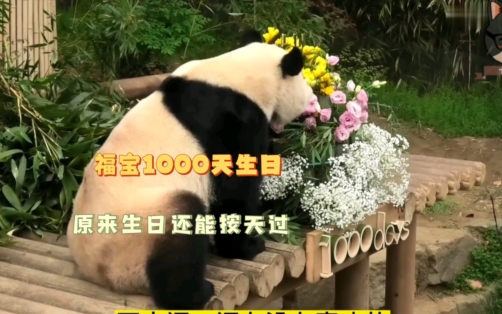 福宝1000天生日会,原来生日可以按天过,这才是真爱