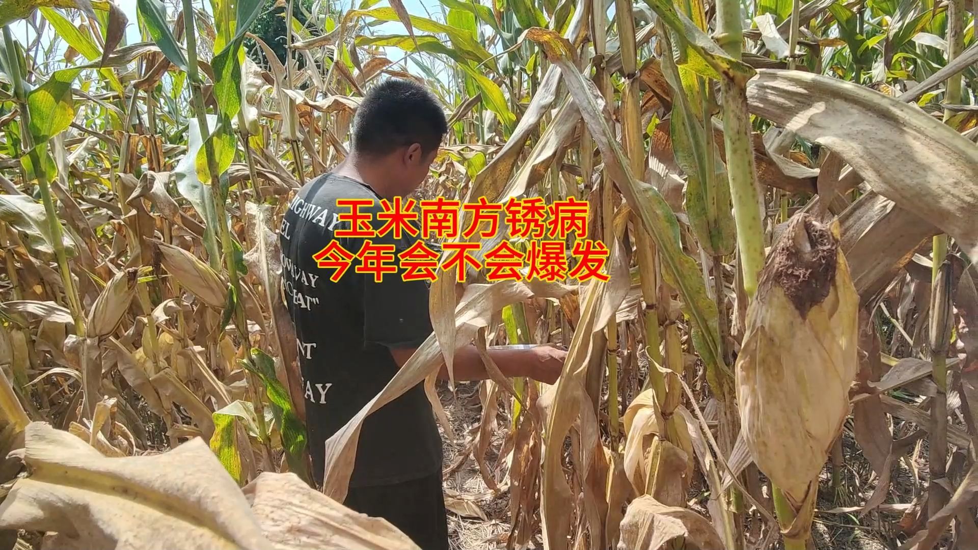 玉米南方锈病,今年会不会爆发