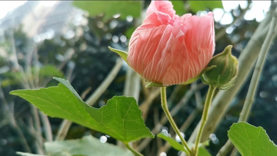 看四季花开,品诗词美句~芙蓉花哔哩哔哩bilibili