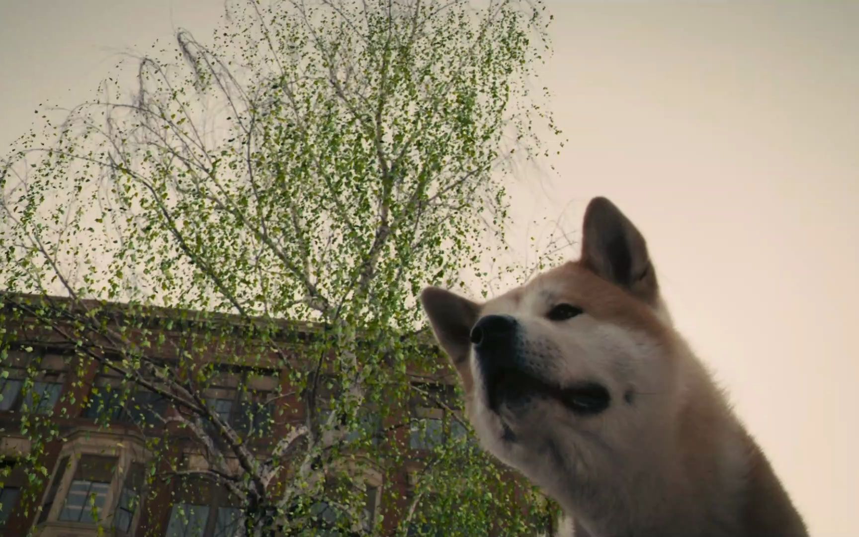 忠犬八公的故事