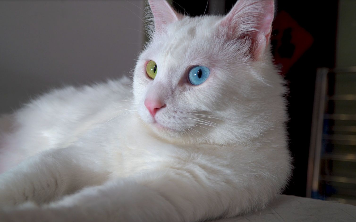 vlog是猫不是狐狸 三只异色瞳你喜欢吗_哔哩哔哩