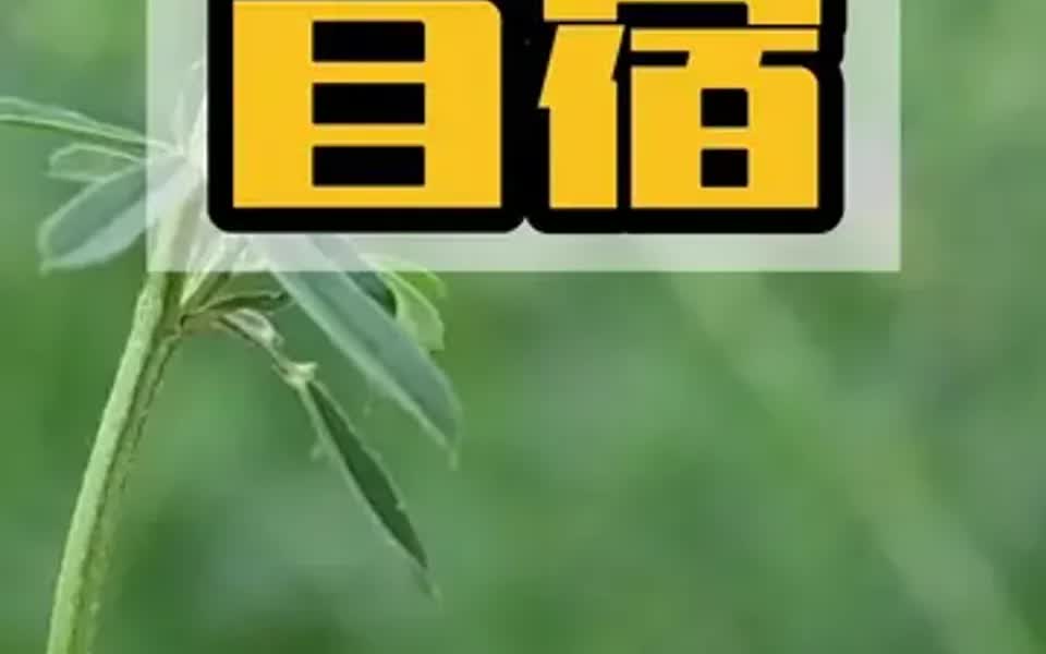 牧草之王,苜蓿,你对它了解多少呢?哔哩哔哩bilibili