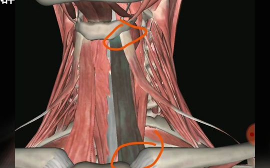 [图]《二腹肌及颈前肌群》——'伪胸锁乳突肌痛'、喉部、颈部、口部疼痛的重要肌肉！！