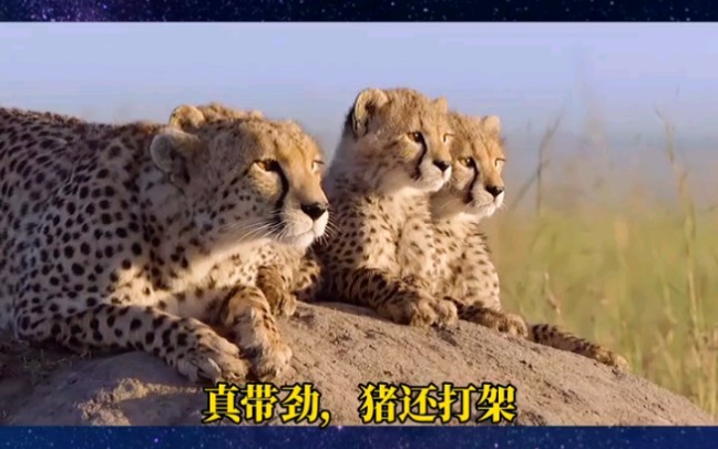 猎豹妈妈带崽崽,太有爱了哔哩哔哩bilibili