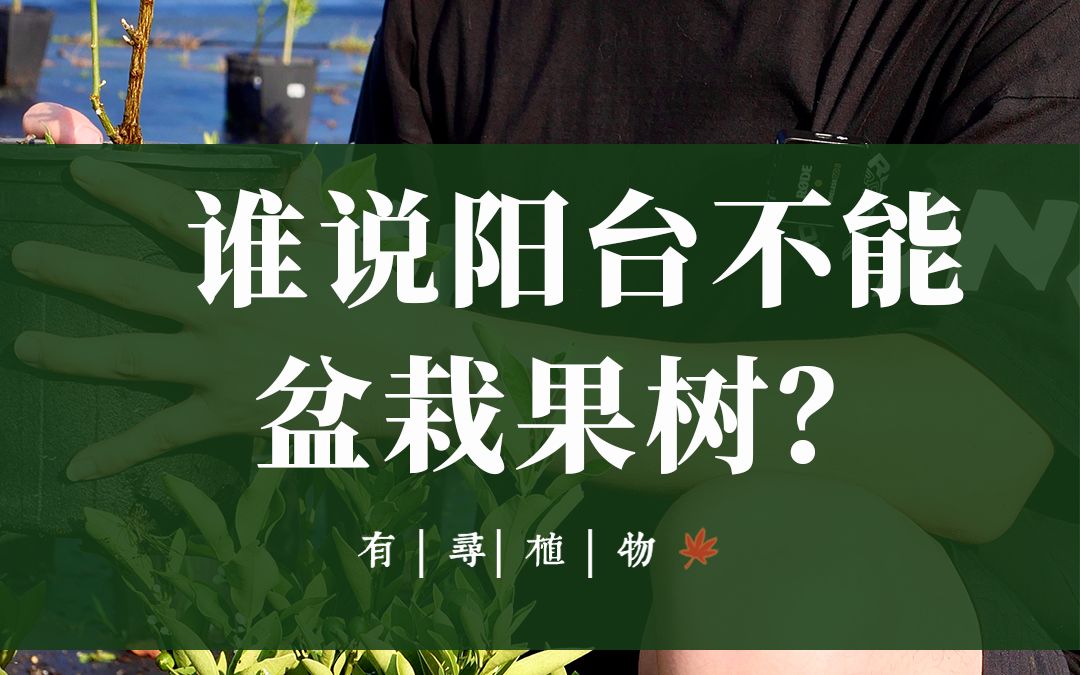 谁说阳台不能盆栽果树——脆皮金桔哔哩哔哩bilibili