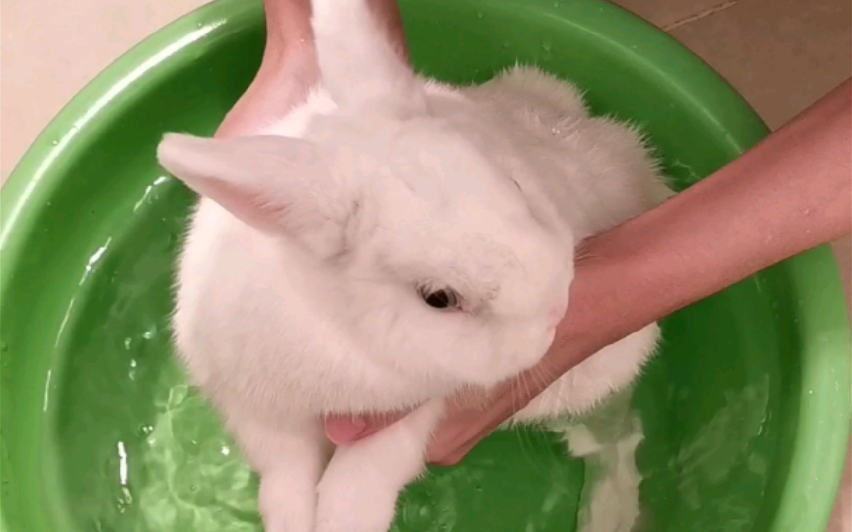 【兔子】团子新年的第一次沐浴!香喷喷的大团砸