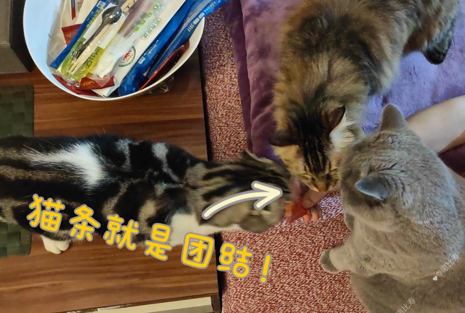 猫咪日记之8月库存相册里的小猫咪们哔哩哔哩bilibili