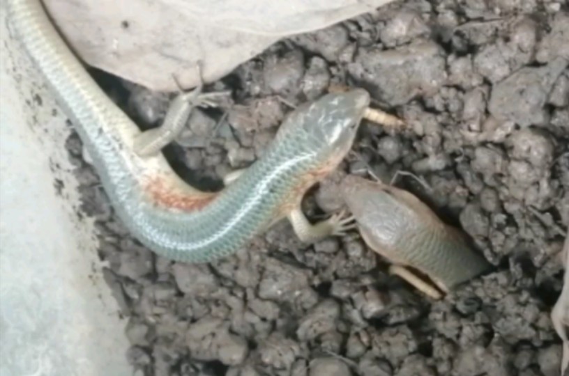 中华石龙子太能吃,比养青蛙还费虫