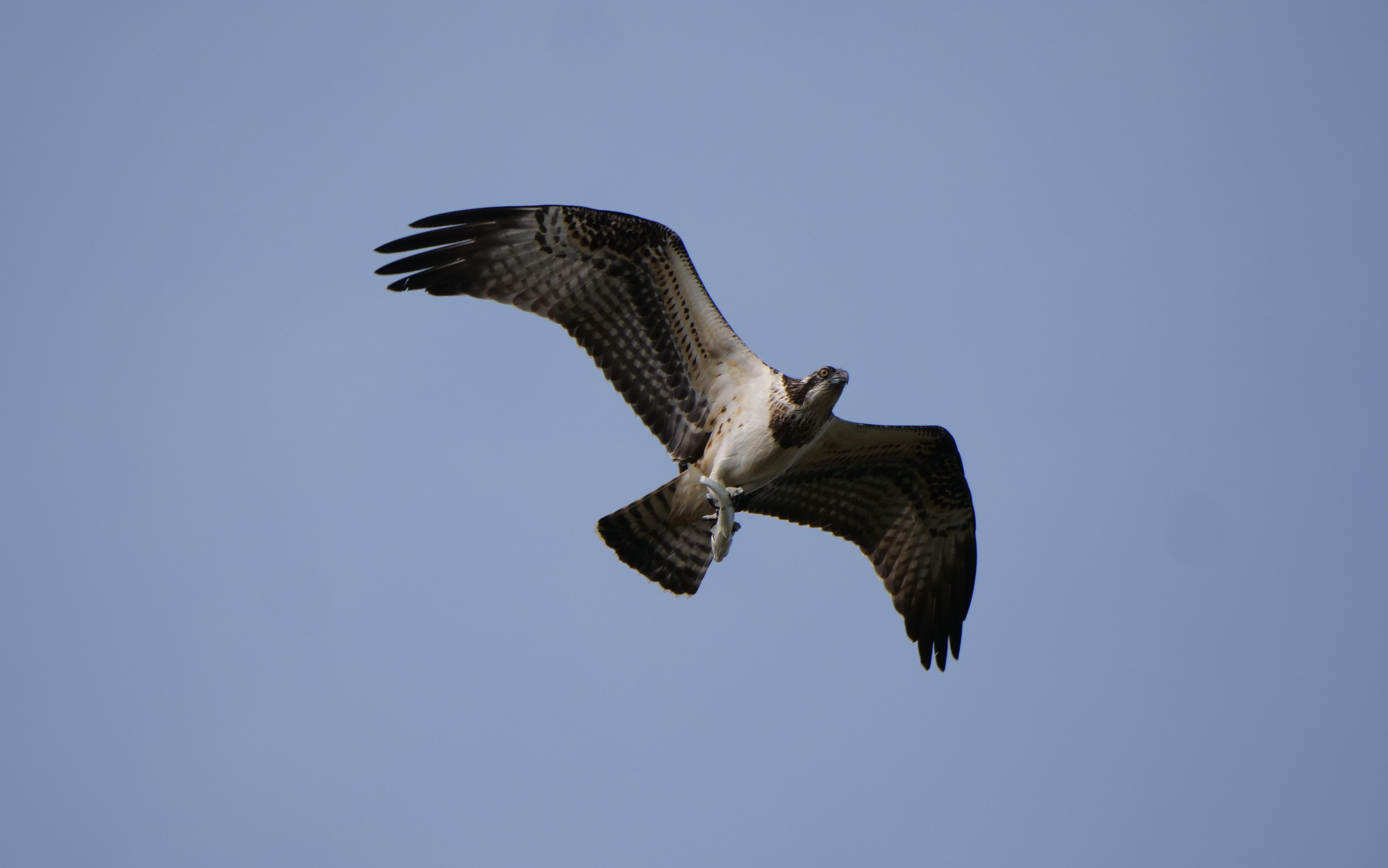 带着鱼兜风的鹗与悬停的黑翅鸢