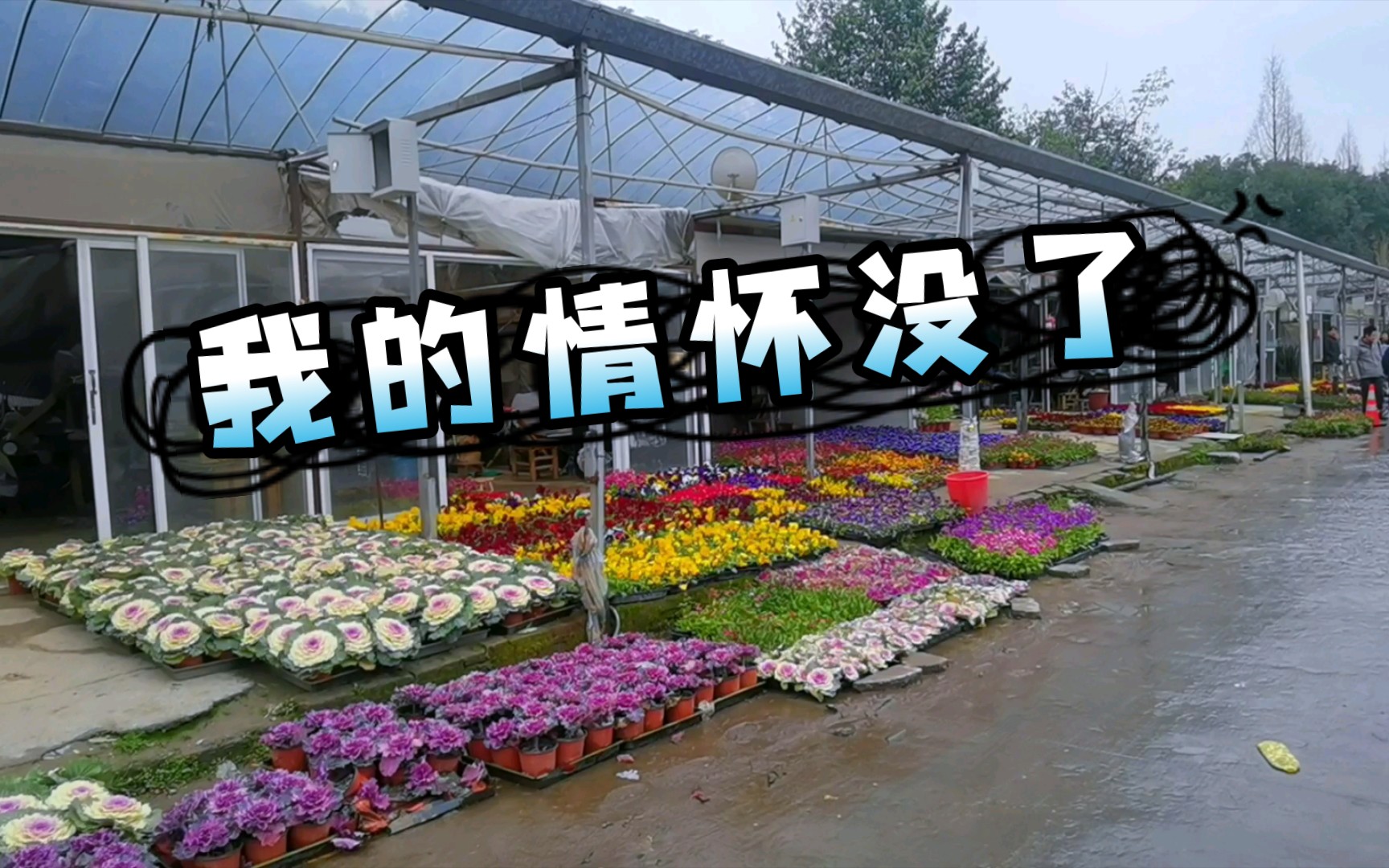 【花市】我的情怀,没了.哔哩哔哩bilibili