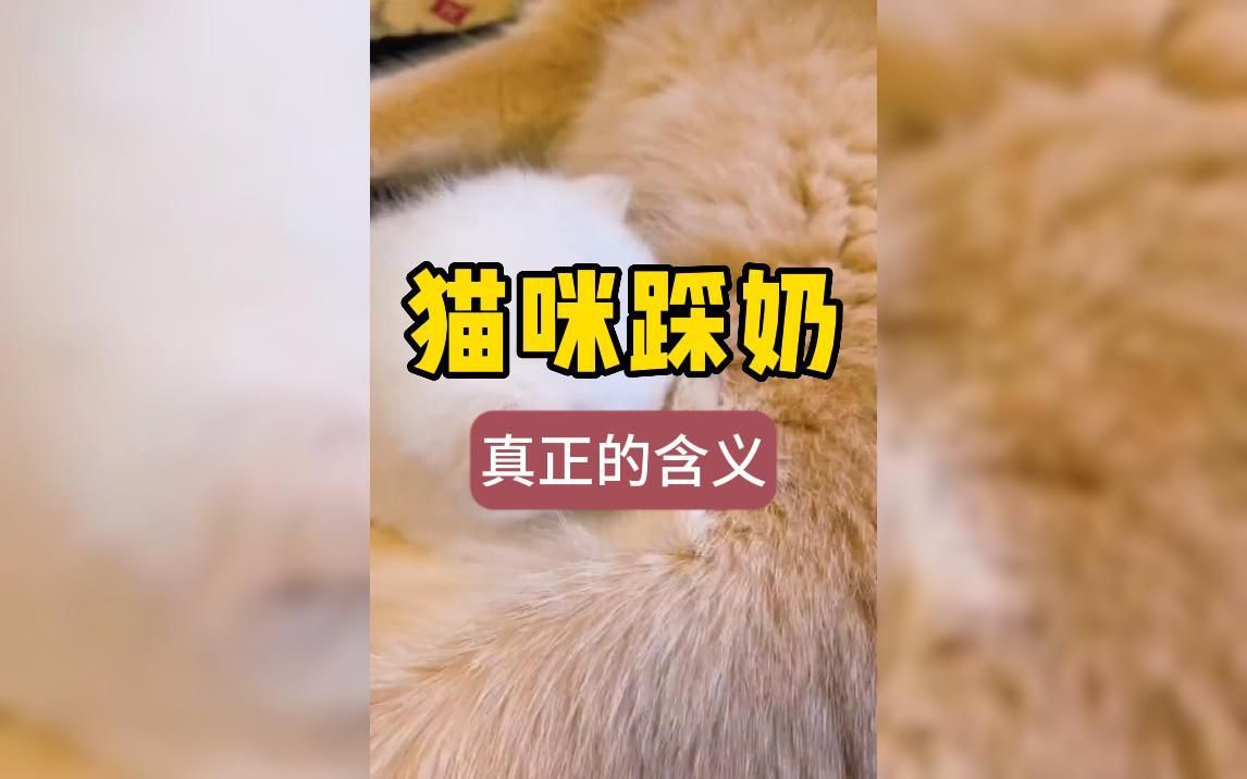 猫咪踩奶的真正含义哔哩哔哩bilibili