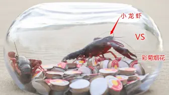 将“彩菊烟花”和“小龙虾”放进玻璃缸中，点燃后，会怎么样呢？