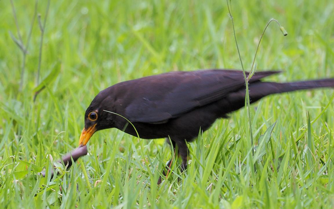 活动  乌鸫在草地上奋力揪出一条大蚯蚓