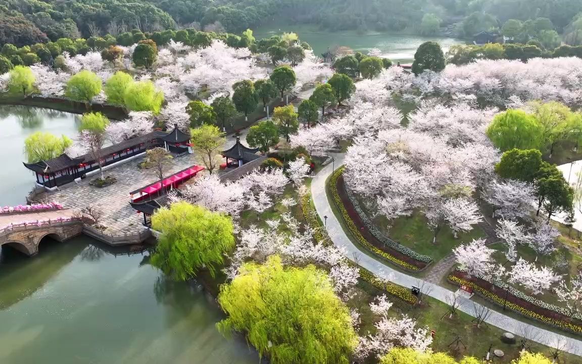 张家港香山樱花图片