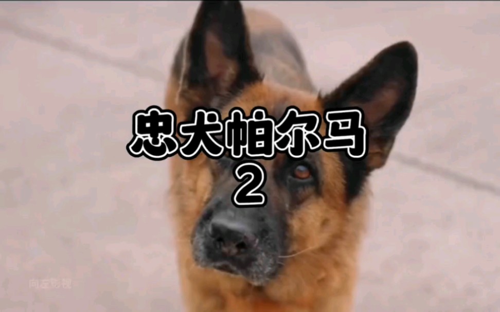 忠犬帕尔马