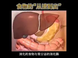 下载视频: 食物在体内消化的完整工作流程