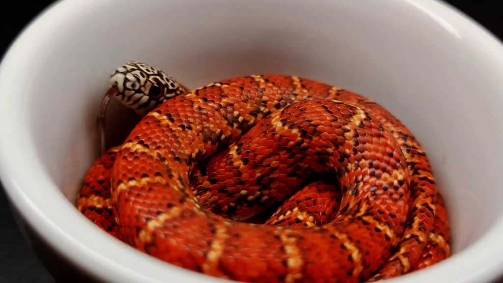 可爱的布鲁克王蛇