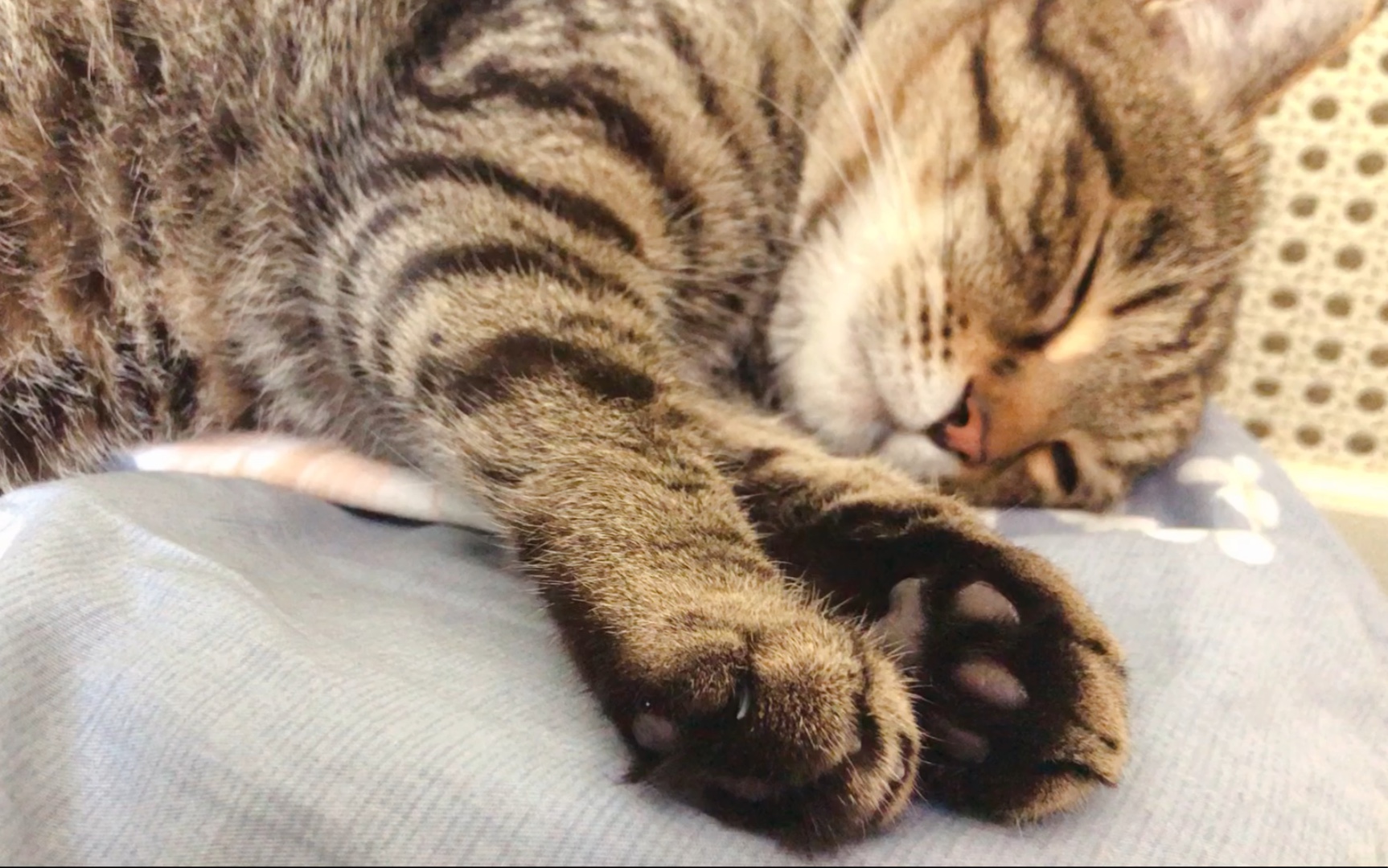 活动作品狸花猫狸花的jiojio是什么颜色的