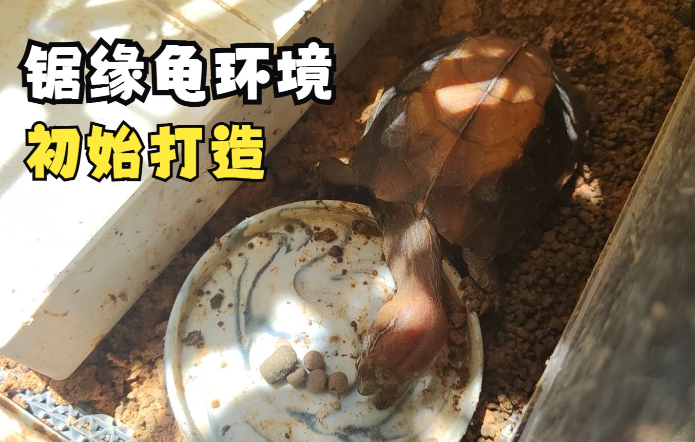 锯缘龟饲养环境的初始打造_哔哩哔哩_bilibili
