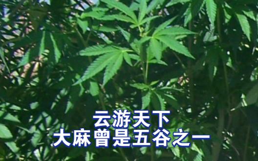 云游天下,大麻曾是五谷之一哔哩哔哩bilibili