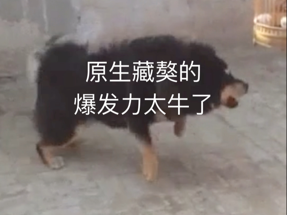 种公獒木墩哔哩哔哩bilibili