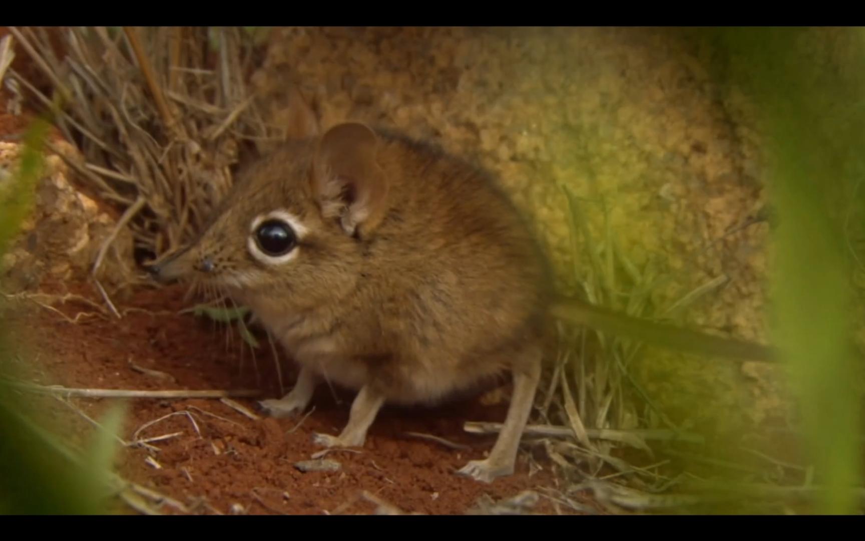 桑吉鼠热爱整理的小动物