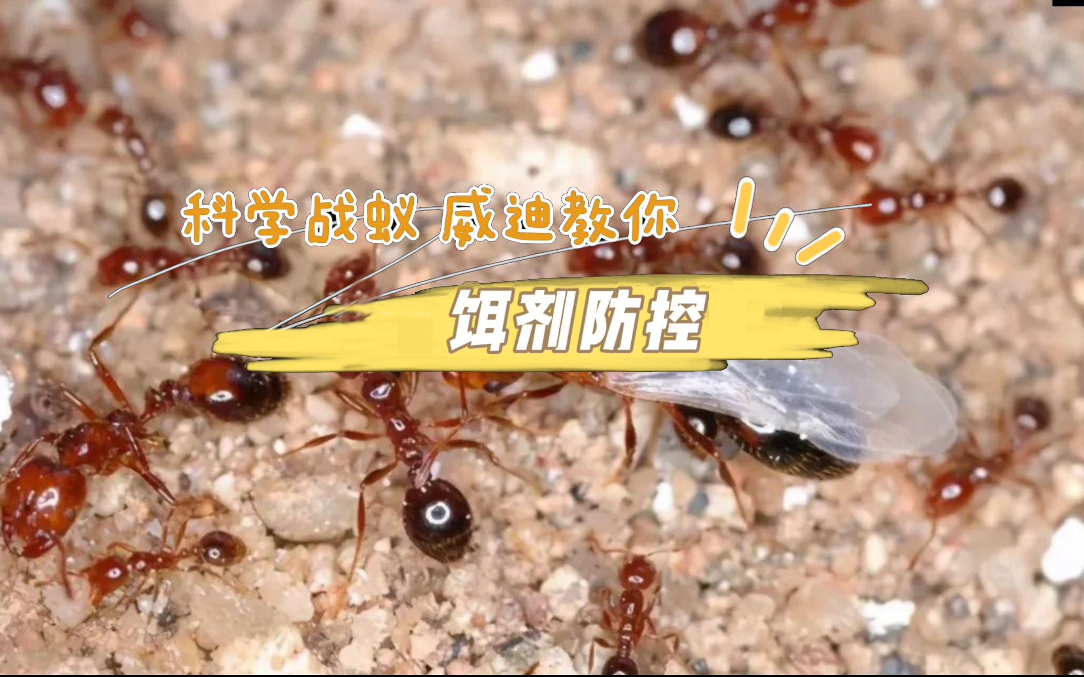 以毒攻毒潮汕老哥教您灭杀红火蚁