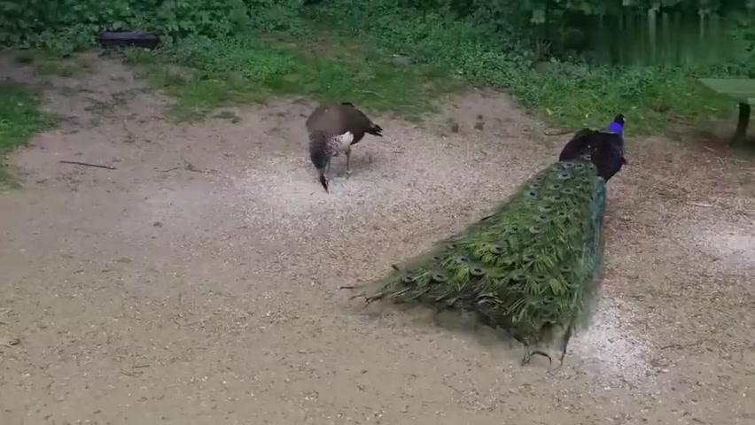 [图]雄孔雀看见一只雌孔雀，赶紧跑上去打开尾巴，可惜人家根本不看挖图志