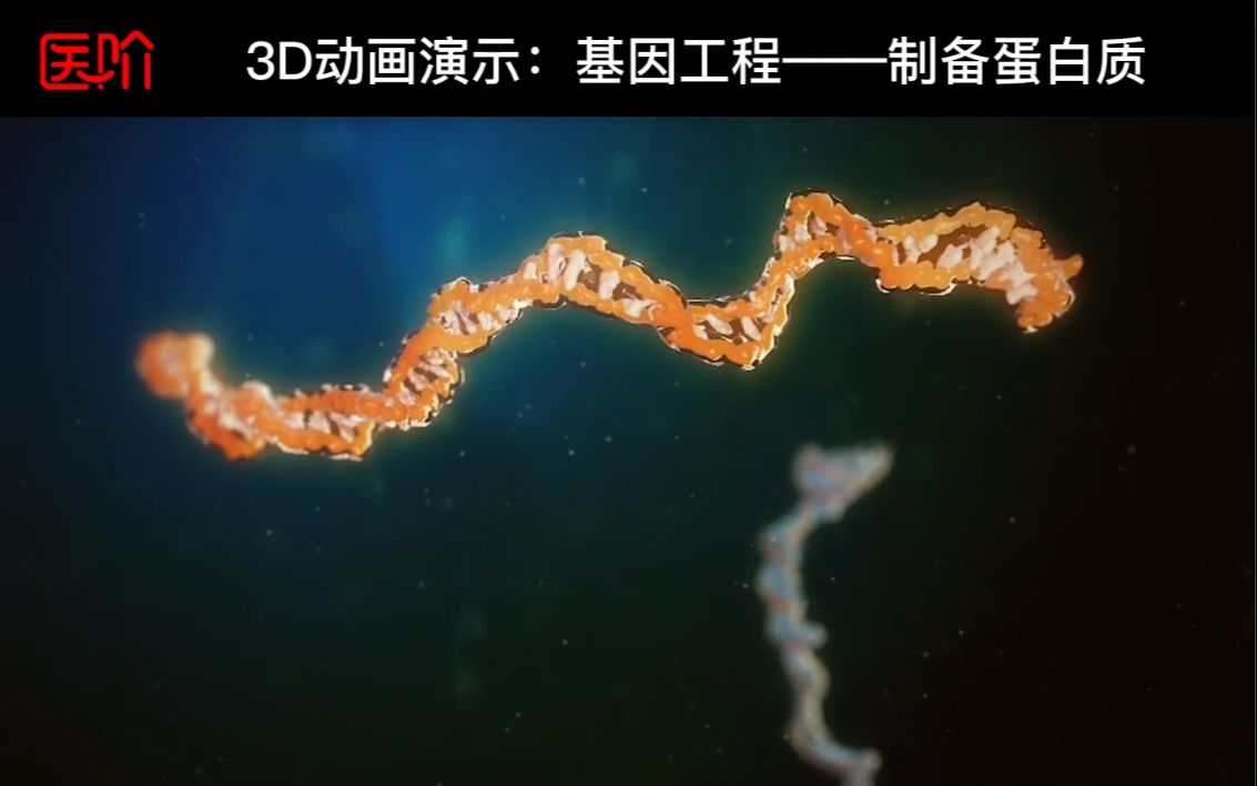 3D医学动画:基因工程——制备蛋白质哔哩哔哩bilibili