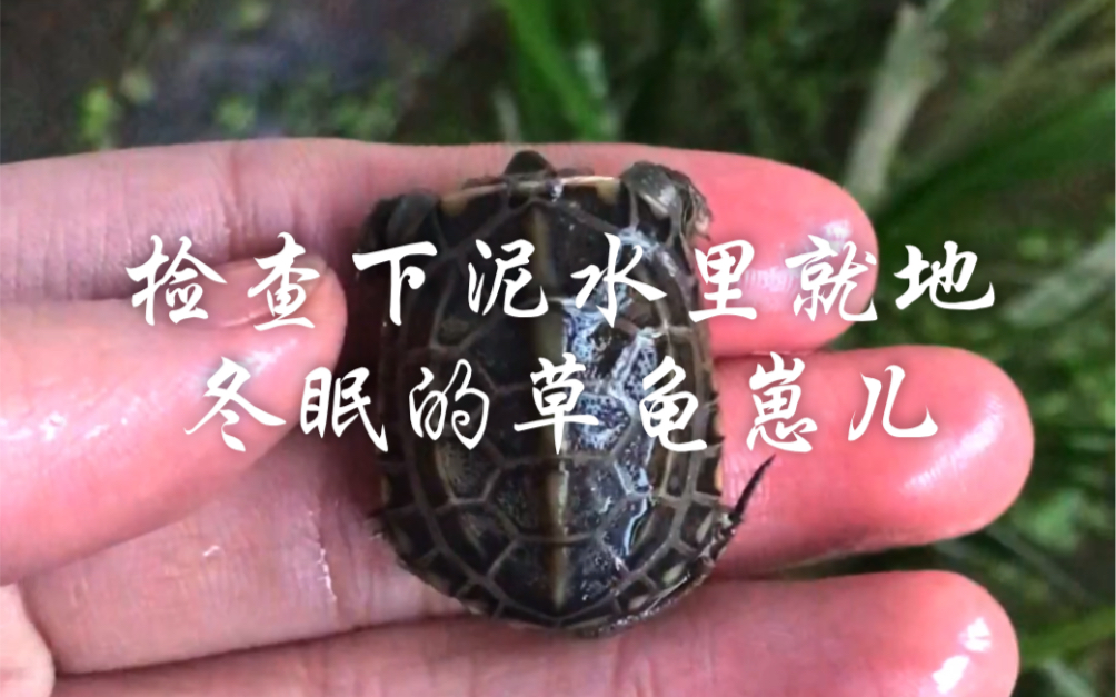 检查下泥水里就地冬眠的草龟崽儿都挺健康稳妥