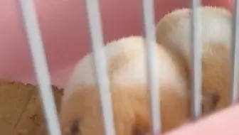 以后充痒痒鼠的钱，玩真的鼠鼠。