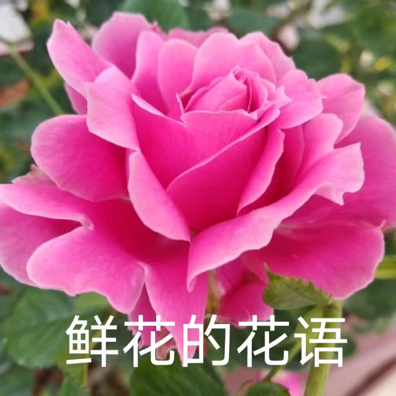鲜花的花语二