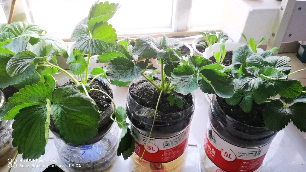 【种草莓】草莓匍匐茎繁育第一次!