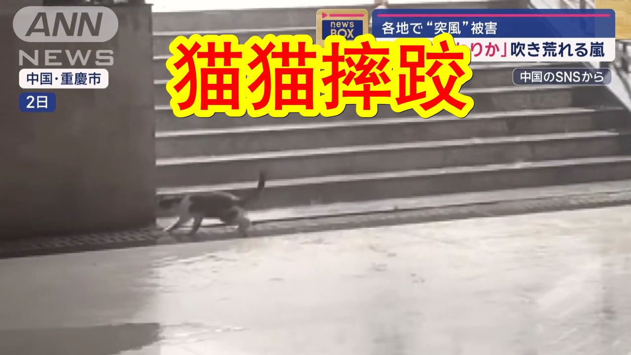 【中日双语】中国重庆突降暴风雨,风力之强,差点把猫猫吹走.当地民众猜测「是不是人工降雨造成的?」哔哩哔哩bilibili