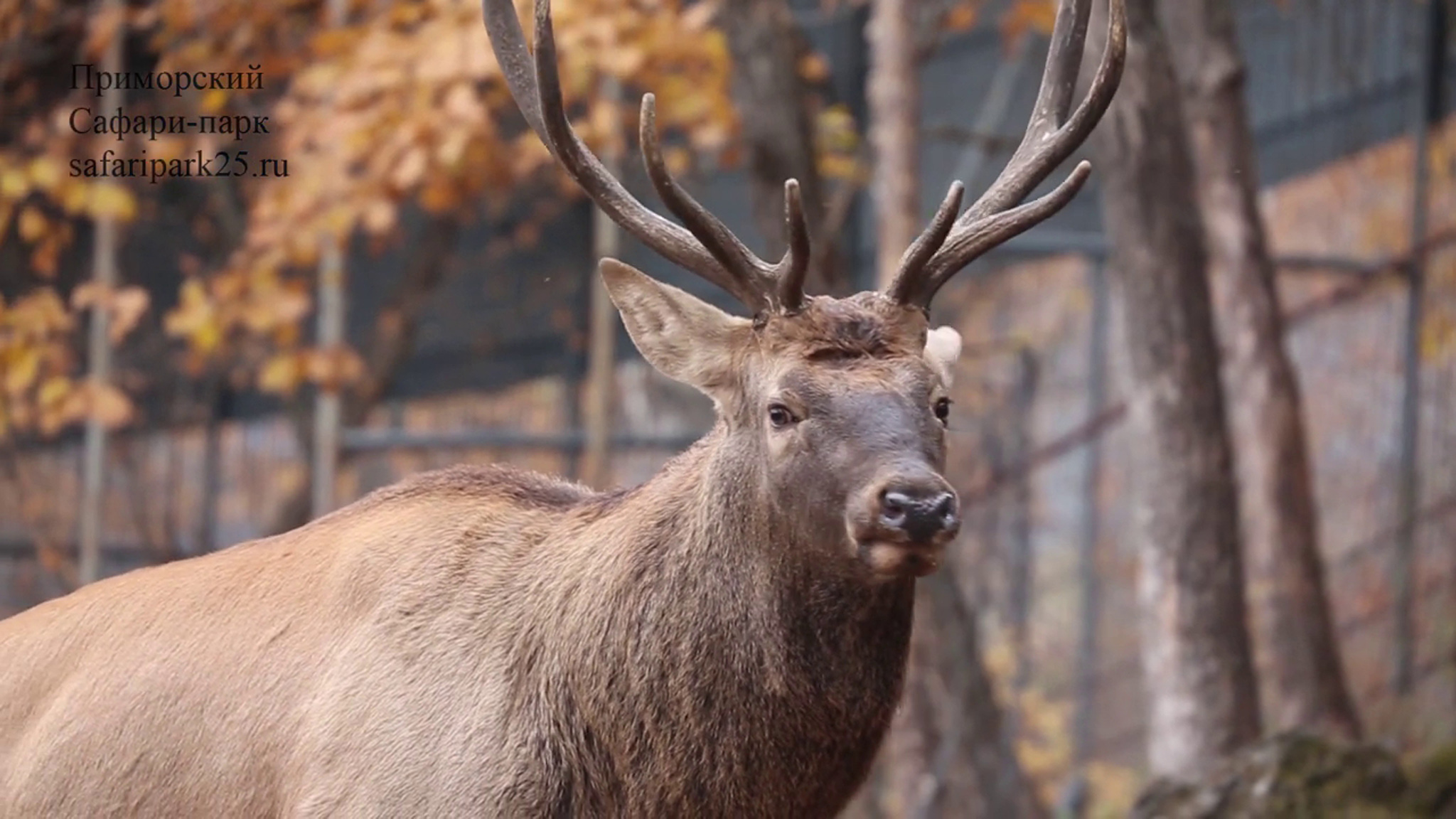 麋鹿,一种体型庞大如牛的鹿,仅次于驼鹿吧?
