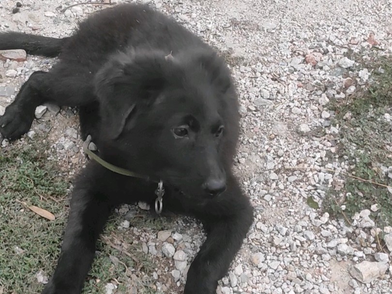 农村可爱黑色小土狗96