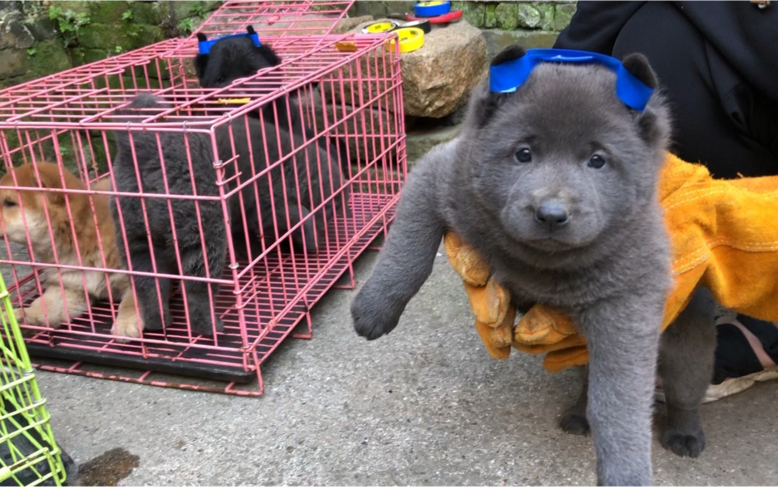 蓝眼睛的土狗,萌_哔哩哔哩_bilibili