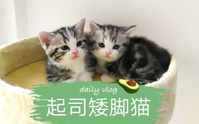 起司猫,起司矮脚猫,美短加白哔哩哔哩bilibili