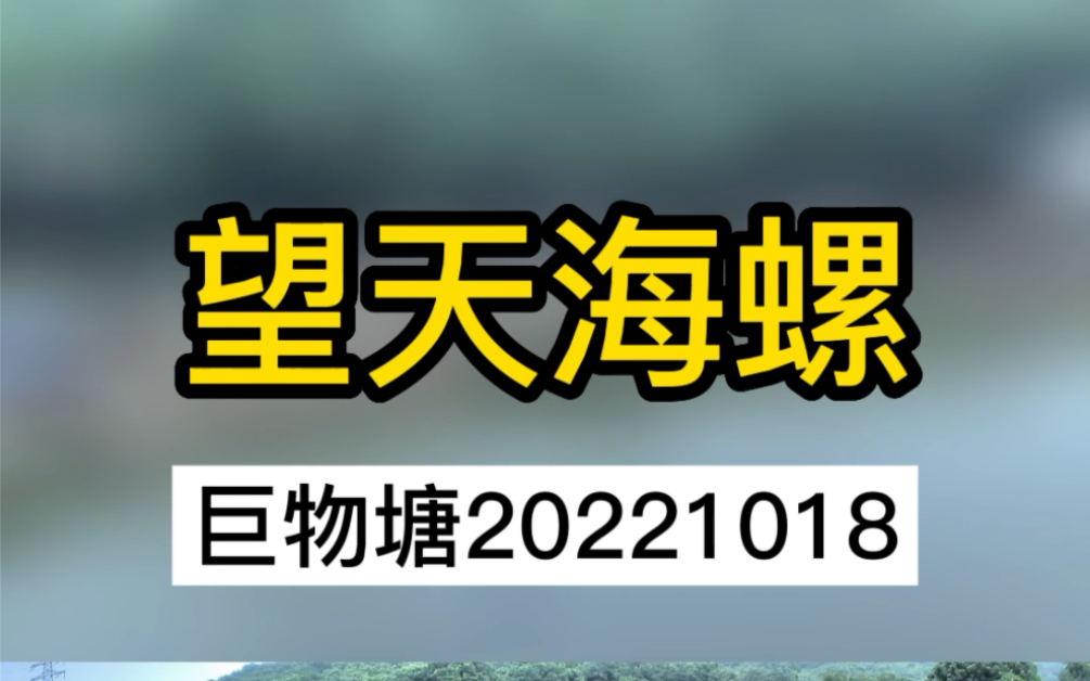 深圳龙岗附近钓鱼场,望天海螺钓鱼场哔哩哔哩bilibili