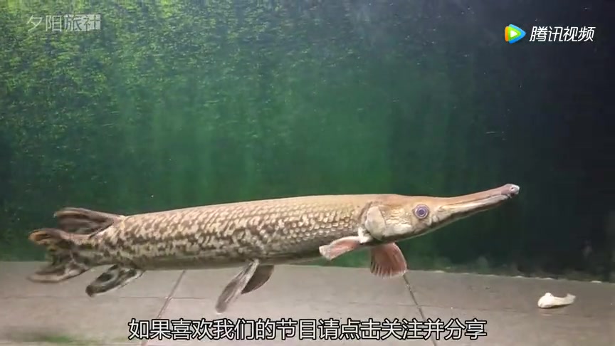 视频5历史悠久的鳄雀鳝相当凶残对鲤鱼下嘴毫不留情镜头拍下全过程