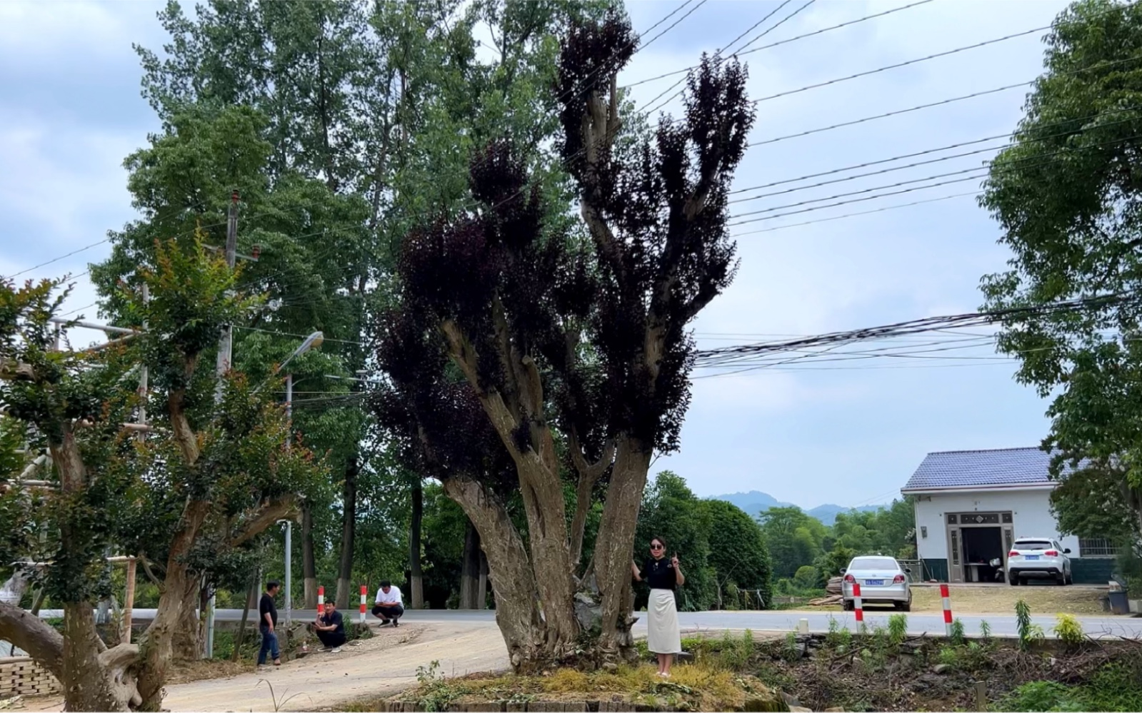 [图]山沟里偶遇一棵紫薇王，70万的价格让人叹为观止！最后花落谁家？